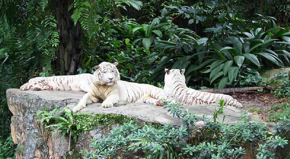 Singapore Zoo